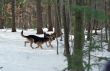 German Shepherds