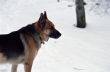 German Shepard