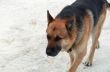 German Shepard