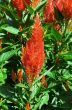 Red Flowers