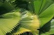 Palm fronds