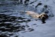 dog swimming