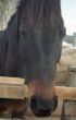 Brown Horse