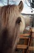 White Horse