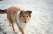 Collie