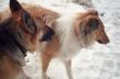 Collie and German Shepherd