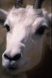 Closeup of Deer