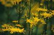 Yellow Flowers