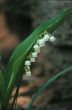 White Flowers