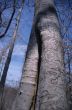 Tree Trunk