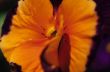 Orange and Purple Pansy