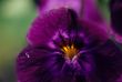 Purple Pansy