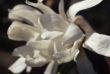 White Flower