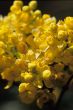 Yellow Flowers
