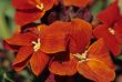 Red Flowers
