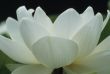 White Flower