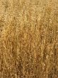 Dry grass.