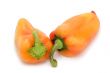 capsicum