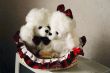 toy dogs