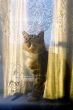 domestic cat