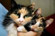 two cats