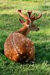  red deer