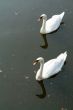 Two white swans