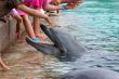 feeding dolphin