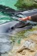 feeding dolphin