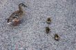 Duckling