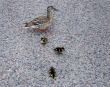 Duckling