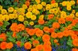 colorful flower