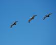 Pelicans