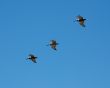 Pelicans