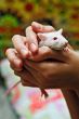 white rat