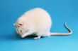 white rat