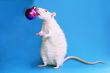 white rat