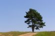 pine tree