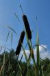 bulrush