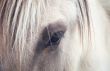 Horse`s Eye