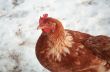 Rooster