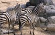 Zebras