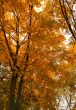 Autumn background