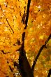 Autumn background