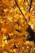 Autumn background