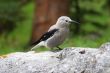 Clark`s Nutcracker 1