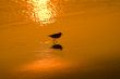 wading bird at sunset