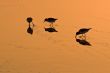 wading birds on golden sand