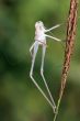 graceful grasshopper slough