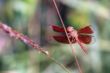red tropical dragonfly